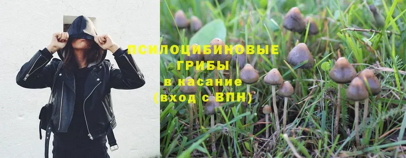 Галлюциногенные грибы MAGIC MUSHROOMS  Лысково 